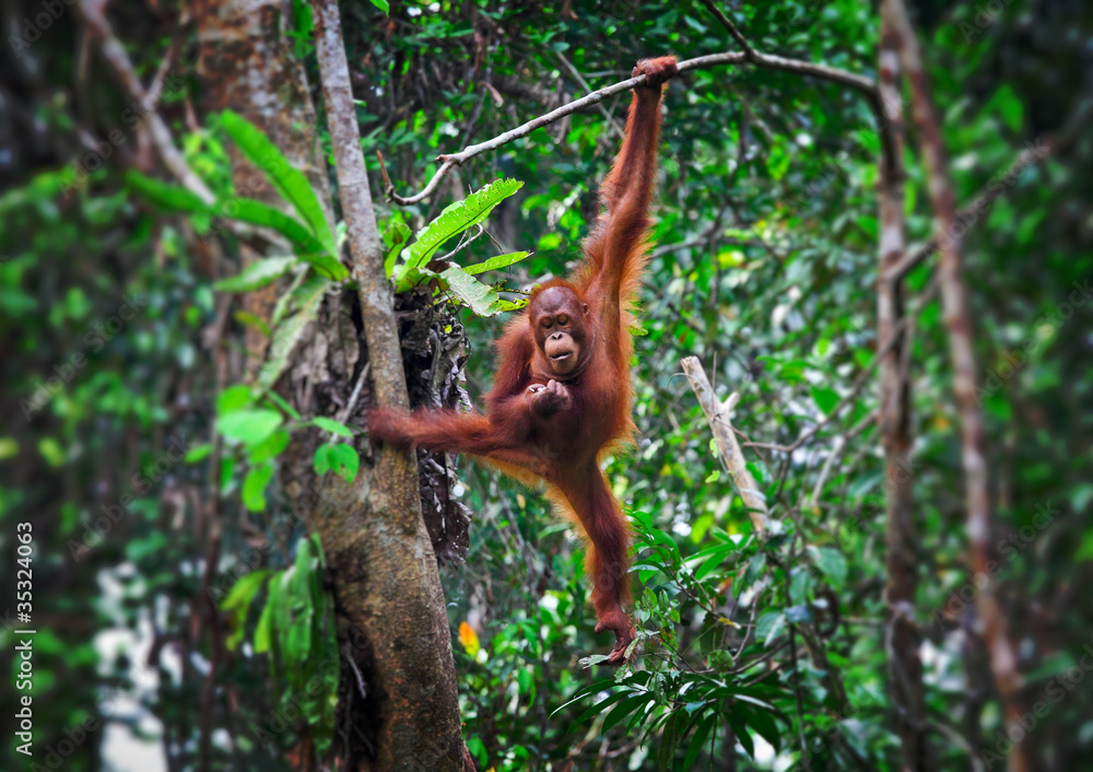 Naklejka premium orangutan w akcji