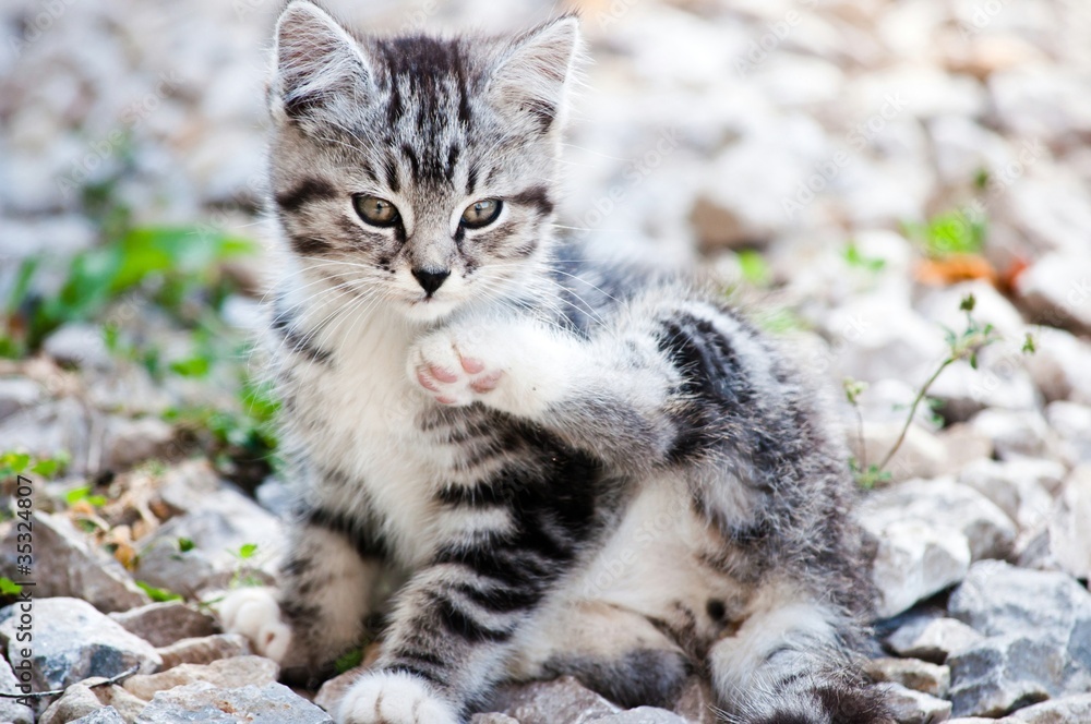 Obraz premium young wild cat