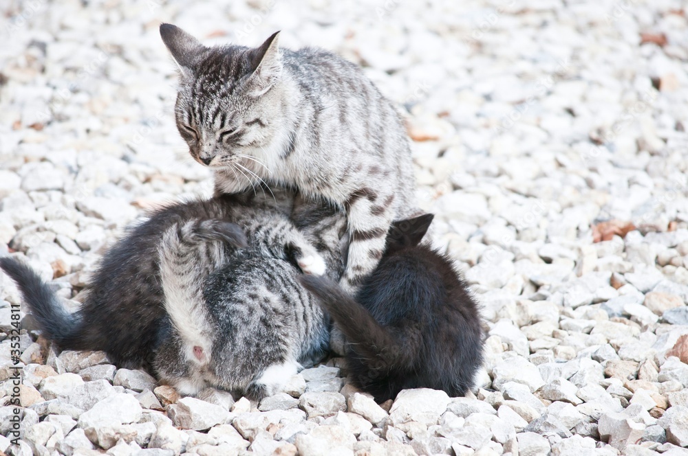 Obraz premium cat and kitten