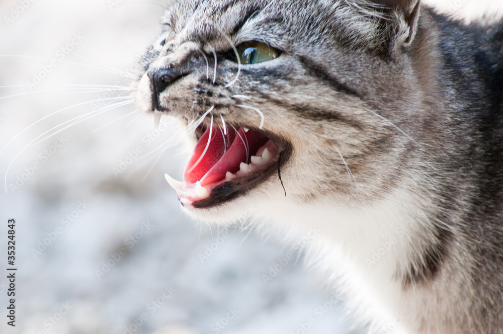 Obraz premium wildcat