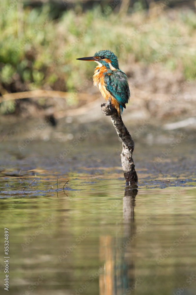 martin pecheur StockFoto Adobe Stock