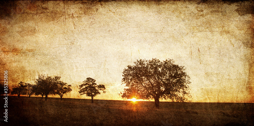 Tree in the summer field. P...
