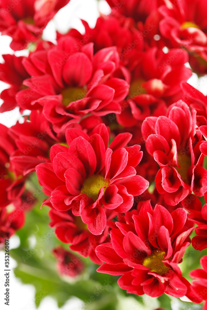 Chrysanthemum Flowers Chrysanthemum Flowers