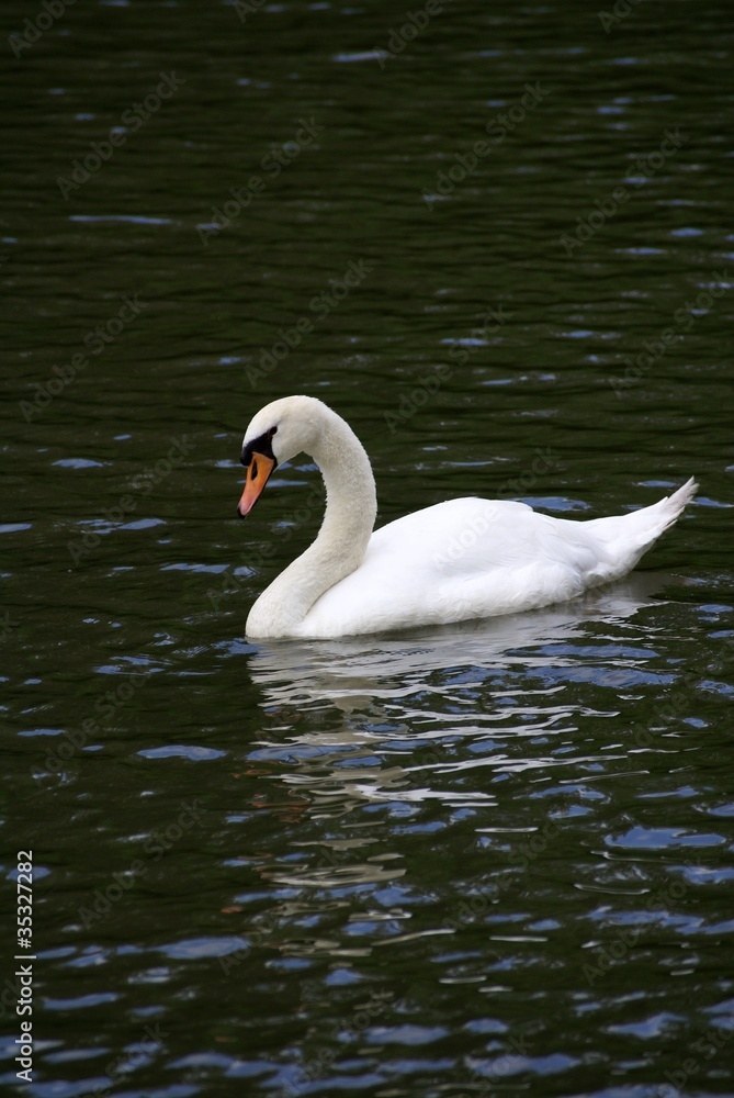 Cygne blanc Cygne blanc