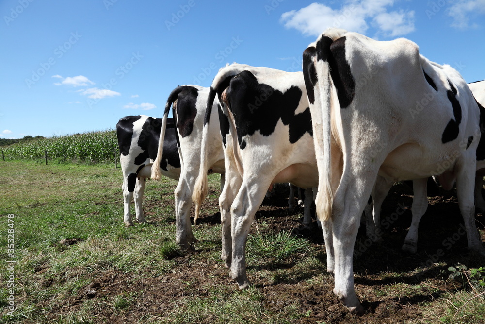 Holstein Dairy Cows Bottoms up
