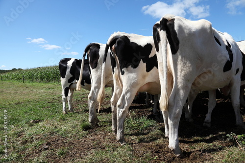 Holstein Dairy Cows Bottoms up