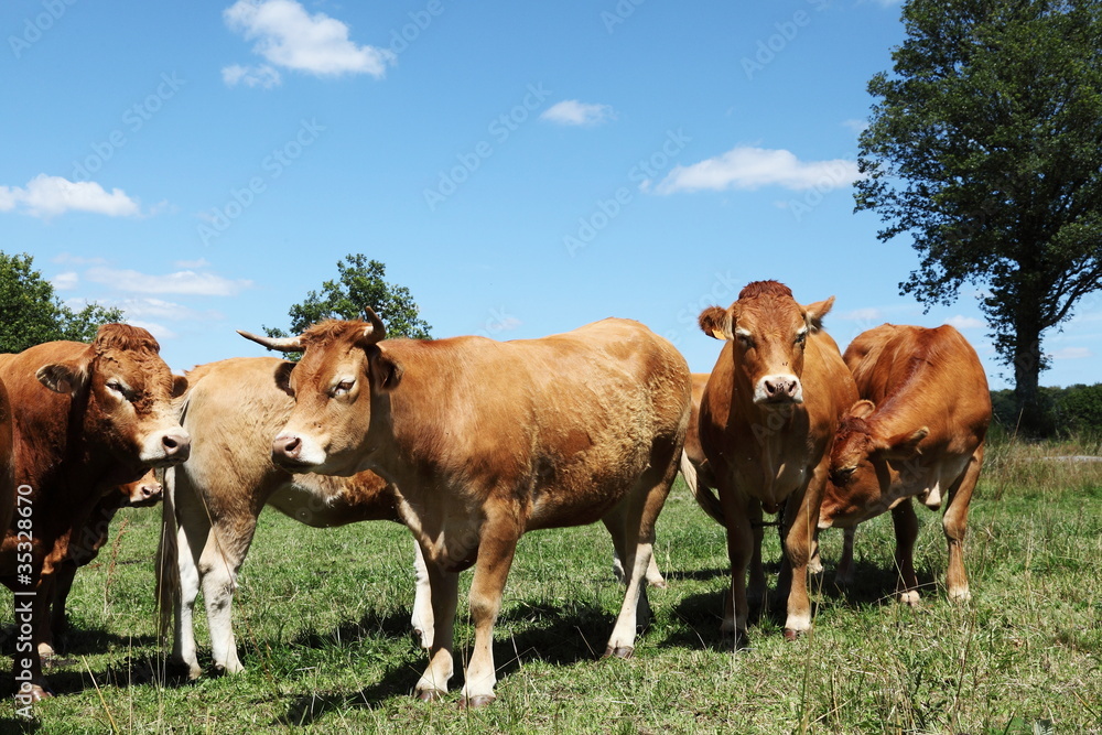 Limousin Cattle Herd In Sunlight