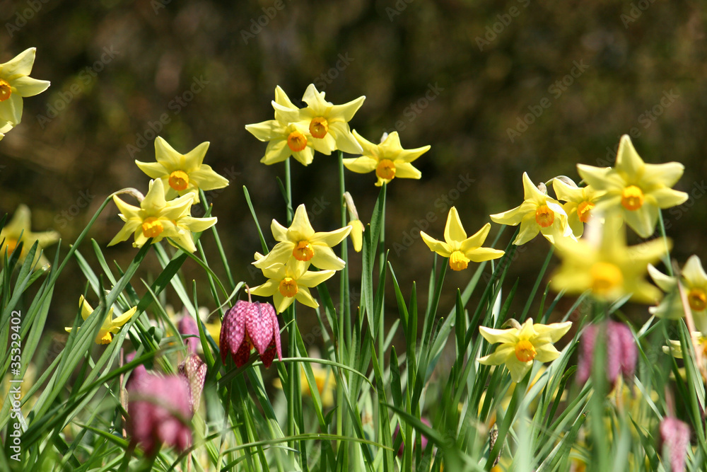 Fototapeta premium daffodils