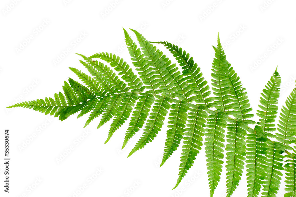 Green leaf of fern isolated on white Green leaf of fern isolated on white