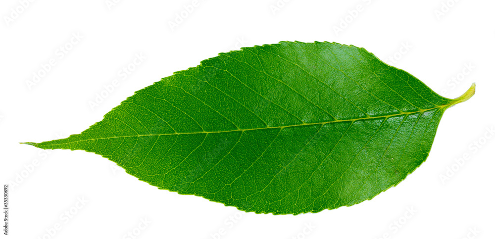 Obraz premium Beautiful green leaf isolated on white