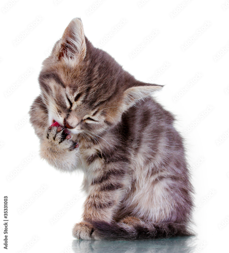 Beautiful gray kitten isolated on white Beautiful gray kitten isolated on white