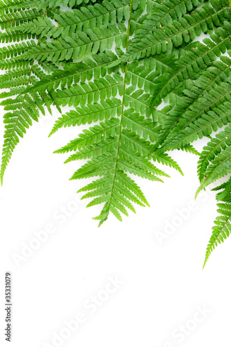 Three green leaves of fern isolated on white