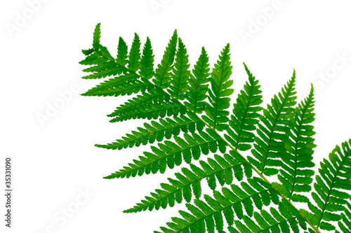 Green leaf of fern isolated on white