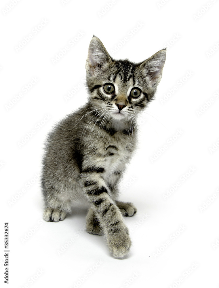 Fototapeta premium Tabby cat playing on white