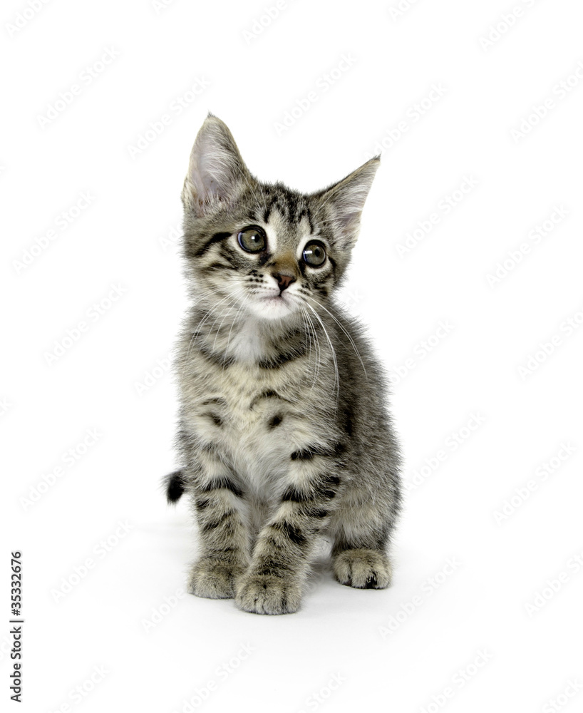 Cute tabby kitten on white Cute tabby kitten on white