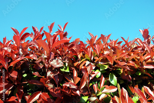 pianta di photinia per recinzioni