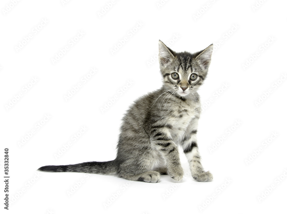 Fototapeta premium Cute tabby kitten on white