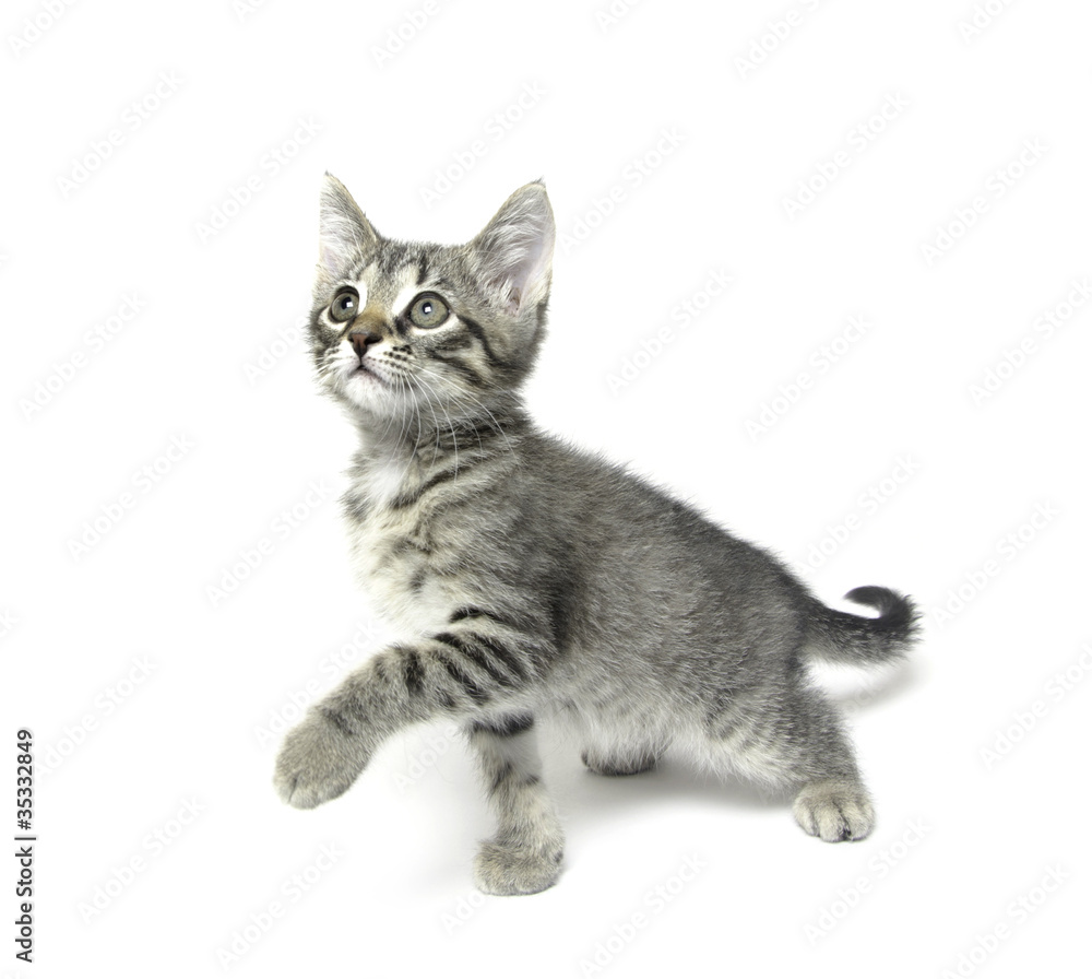 Obraz premium Cute tabby kitten on white