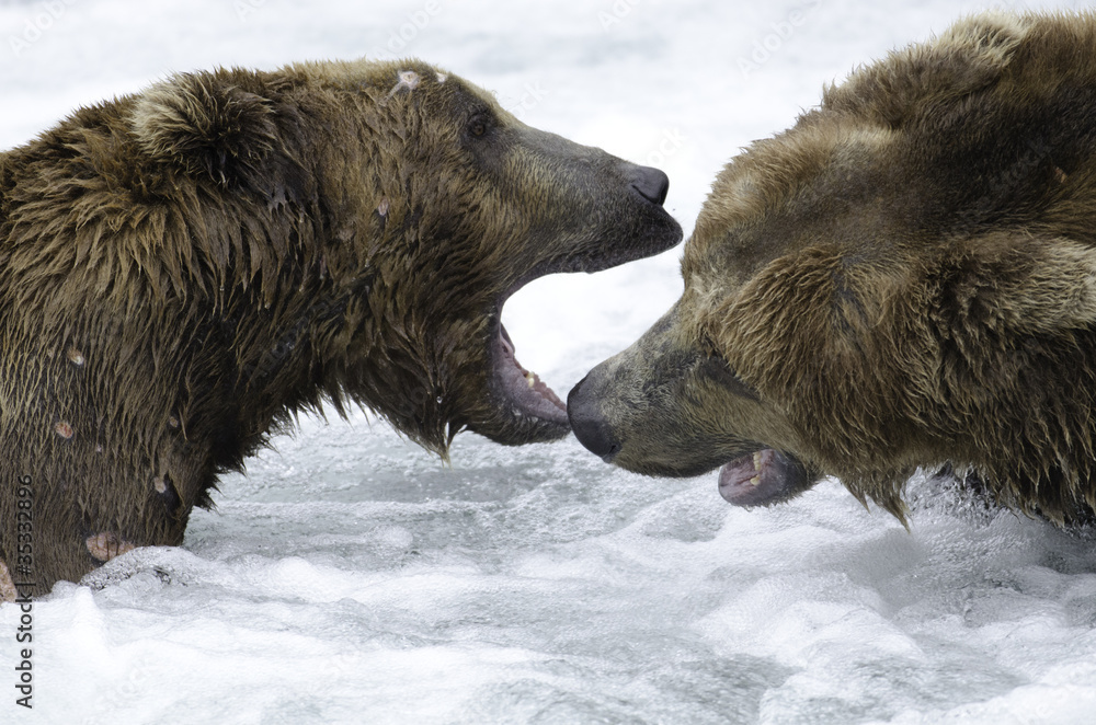 Two large Alaskan brown bears fighting in the water Two large Alaskan brown bears fighting in the water