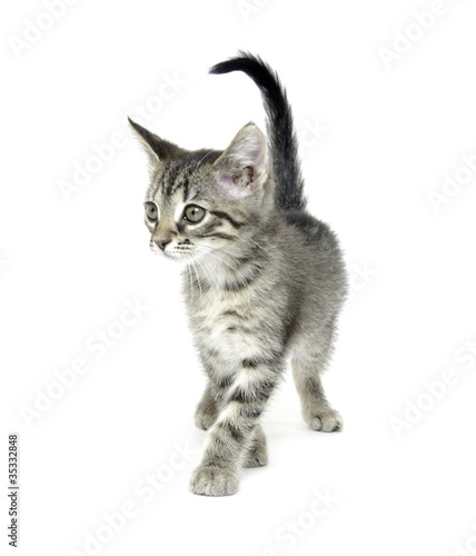 Cute tabby kitten on white