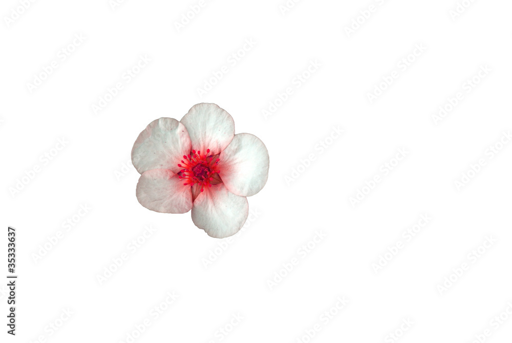 Obraz premium Blüte
