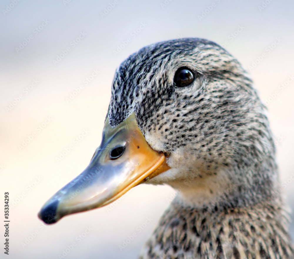 Mallard Duck - female