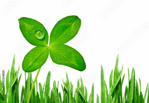four leaf clover in grass