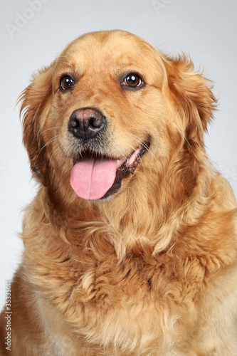 Fototapeta Naklejka Na Ścianę i Meble -  Golden retriever. Portrait on grey background