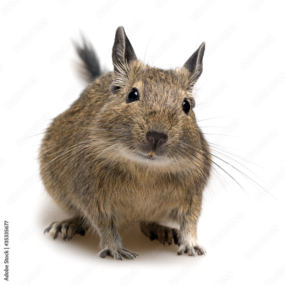 Fototapeta premium degu pet