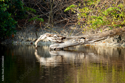 Swamp Scenery