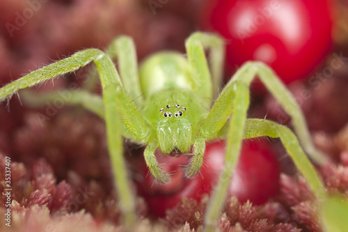 Green huntsman spider (Micrommata virescens) among cowberries
