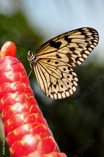 Large Tree Nymph Butterfly photo