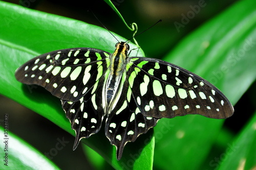 The Tailed Jay Butterfly