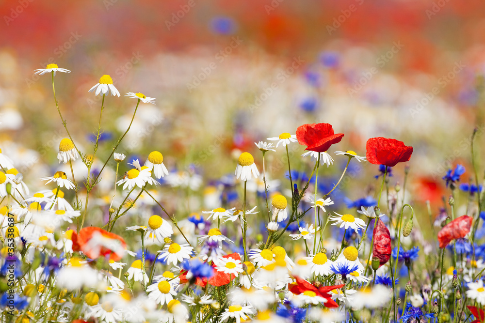 Fototapeta premium wild flowers