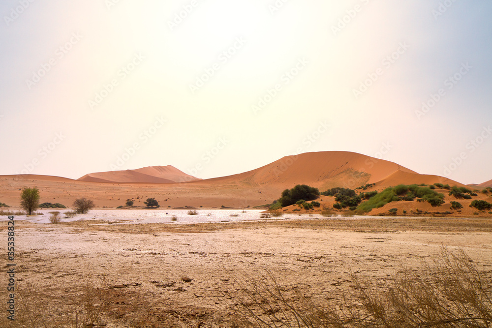 Oase in der Wüste (Sossusvlei, Namibia)