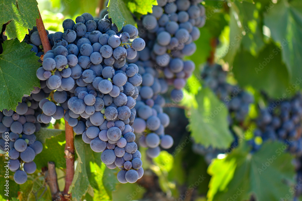 Red Grapes on the Vine