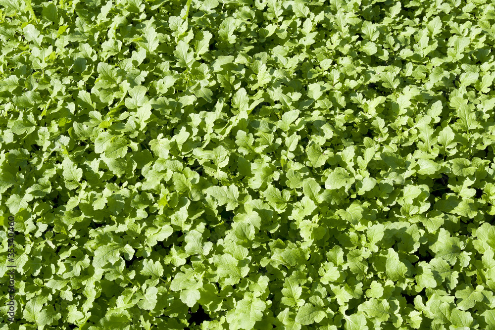 Young sprouts mustard plant Young sprouts mustard plant
