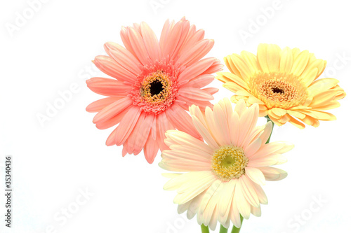 Fotografi gerbera