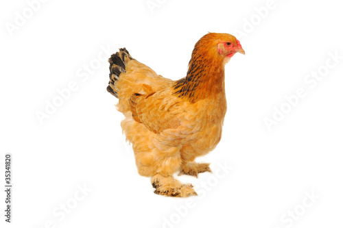thoroughbred hen