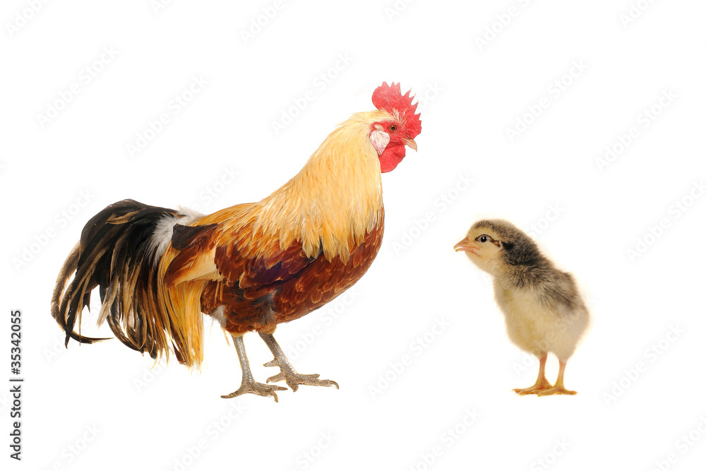 Fototapeta premium cocks