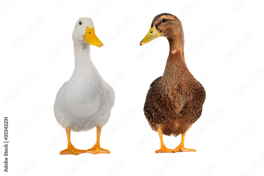 ducks