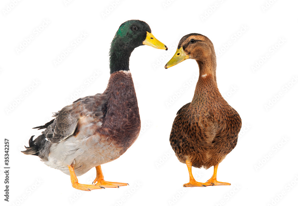 duck duck