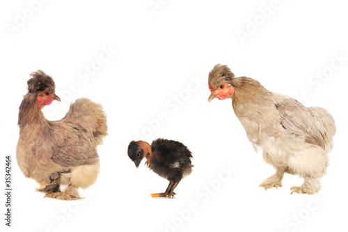 thoroughbred hens