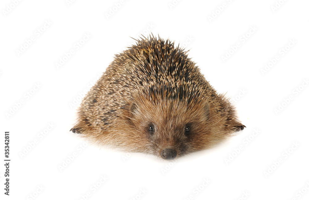Hedgehog Hedgehog