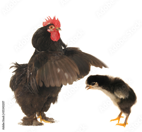 Canvas Print chick and   cock