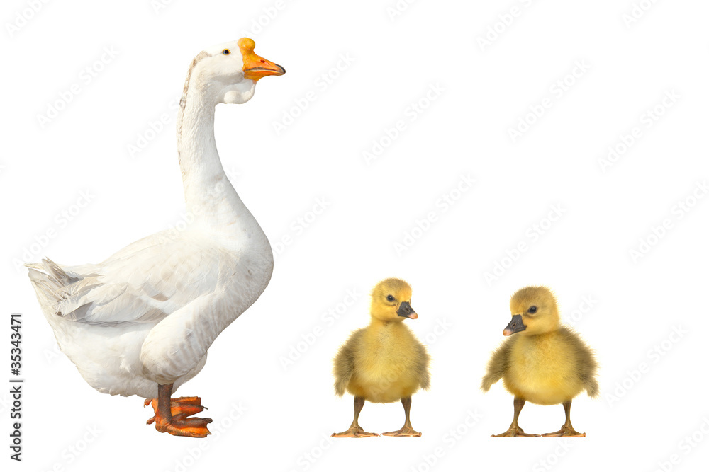 goose goose