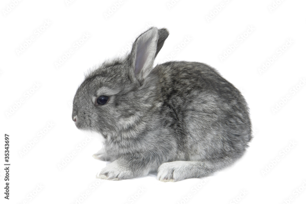 Fototapeta premium grey rabbit