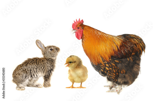 grey rabbits and rooster