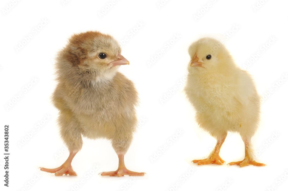 two chick
