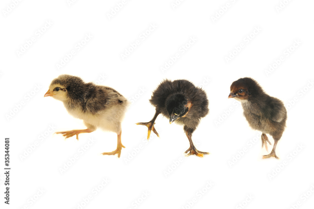 Fototapeta premium chick